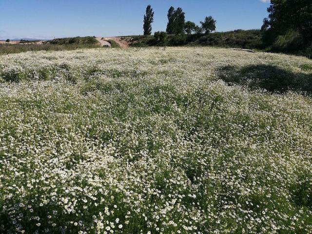 Terreno en venta en Pla d'Urgell, Catalunya