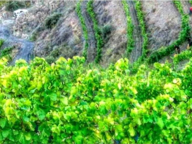 Terreno en venta en Priorat, Catalunya
