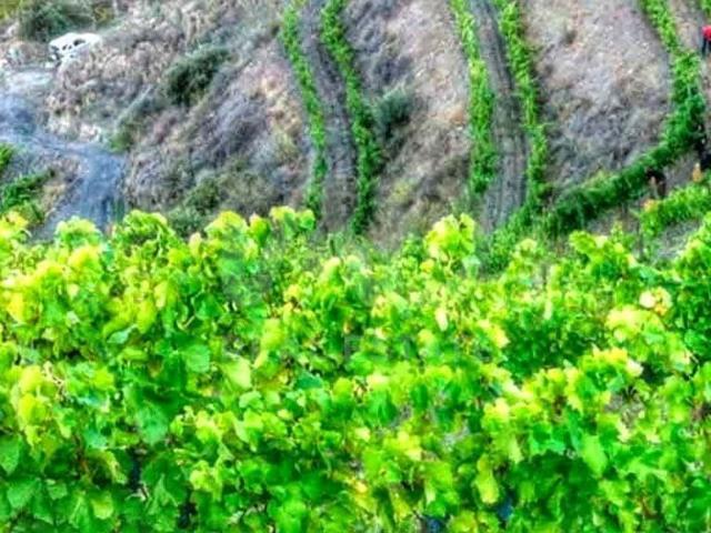Terreno en venta en Priorat, Catalunya