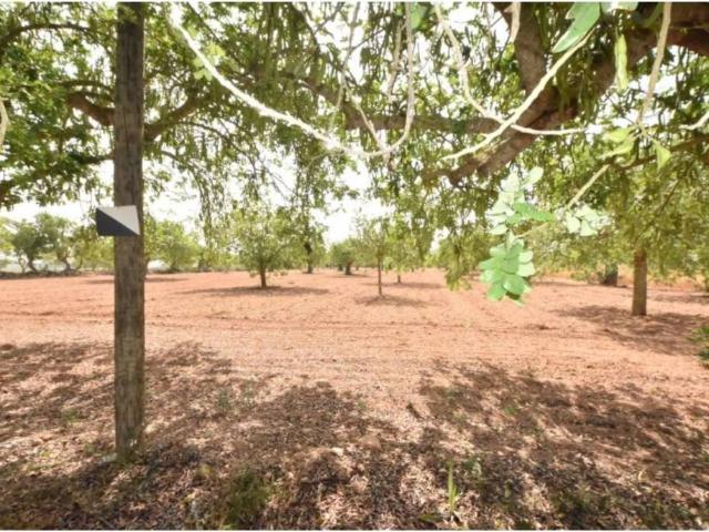 Terreno en venta en Pla de Mallorca, Baleares
