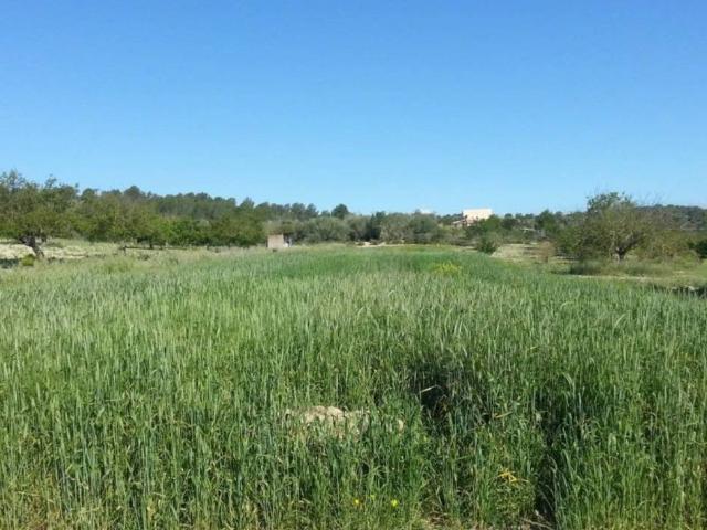 Terreno en venta en Pla de Mallorca, Baleares