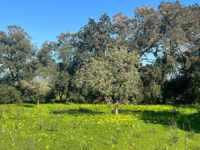Terreno en venta en Pla de Mallorca, Baleares
