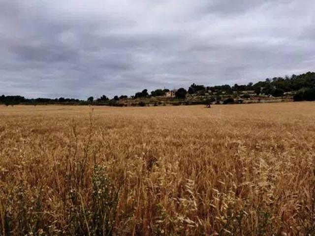 Terreno en venta en Pla de Mallorca, Baleares