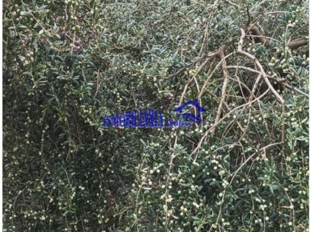 Terreno en venta en Posadas, Andalucía
