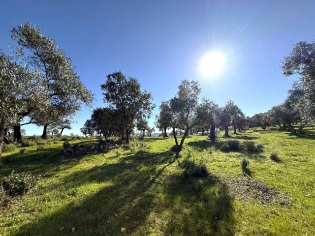 Terreno en venta en Pozoblanco, Andalucía