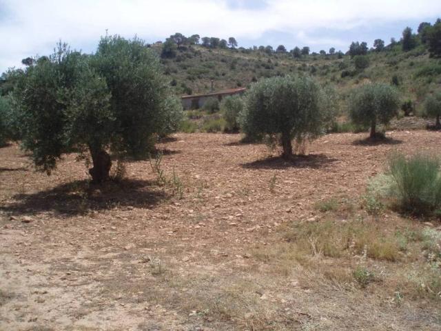Terreno en venta en Pozohondo, Castilla-La Mancha