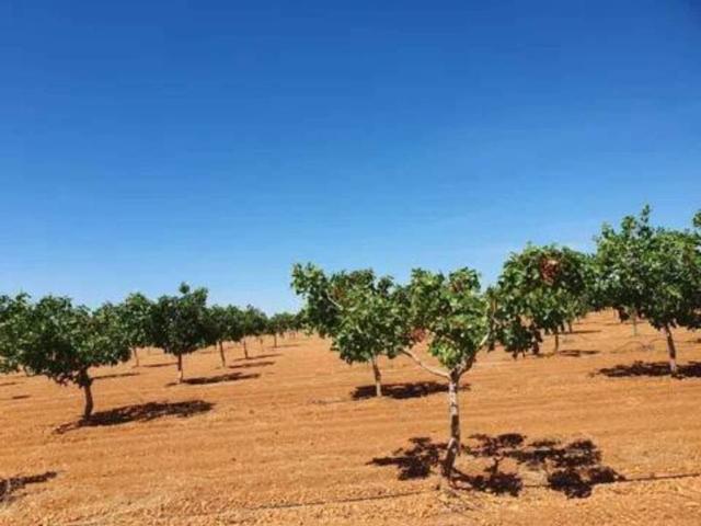Terreno en venta en Pozuelo, Castilla-La Mancha