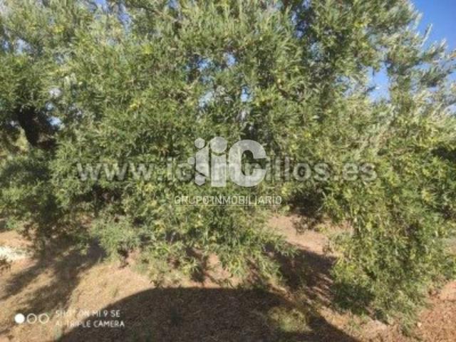 Terreno en venta en Priego De Córdoba, Andalucía