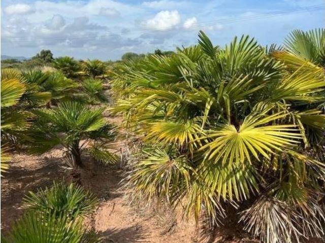 Terreno en venta en l'Horta Nord, Valencia