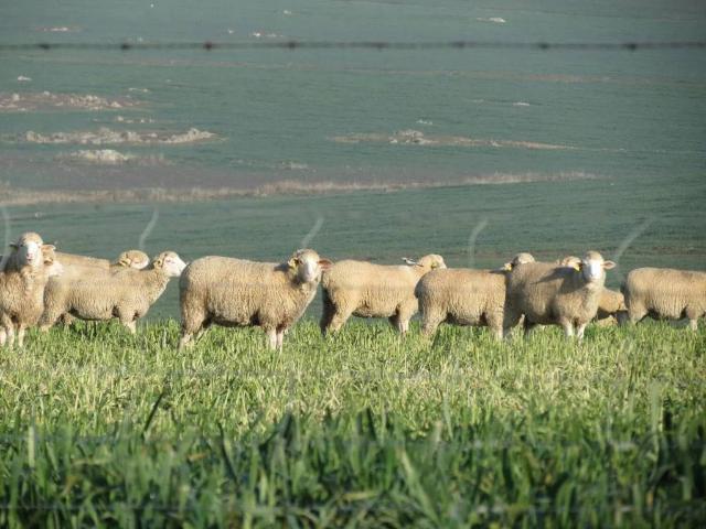 Terreno en venta en Puebla De Alcocer, Badajoz