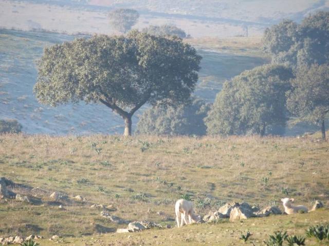 Terreno en venta en Puebla De Alcocer, Extremadura