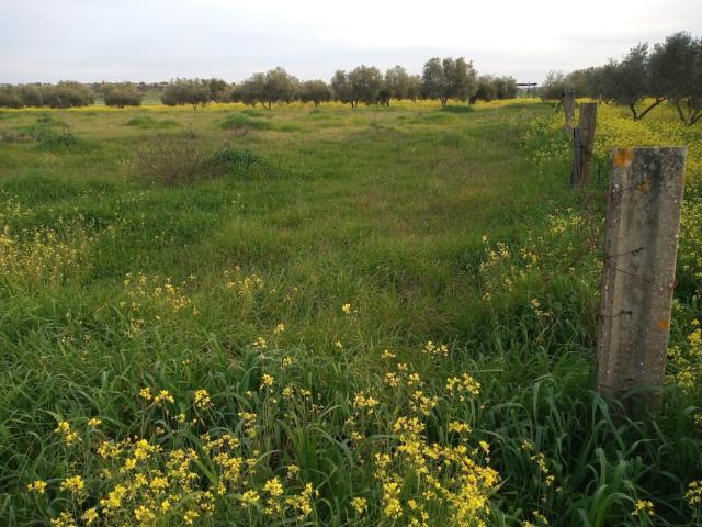 Terreno en venta en Zafra - Río Bodión, Extremadura