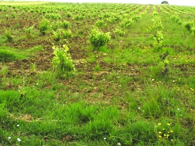 Terreno en venta en Zafra - Río Bodión, Extremadura