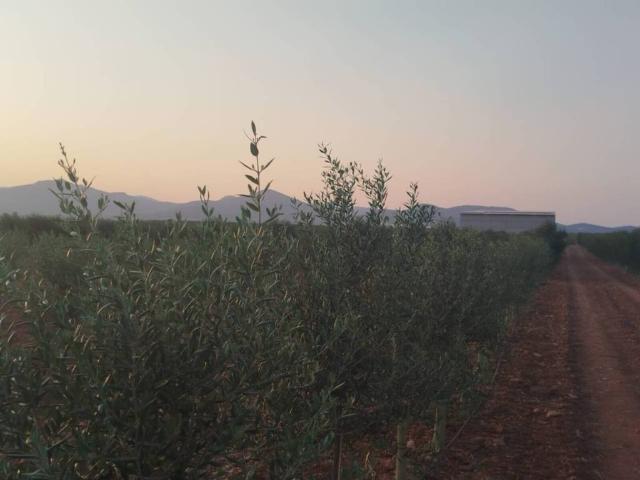 Terreno en venta en Puerto Lápice, Castilla-La Mancha
