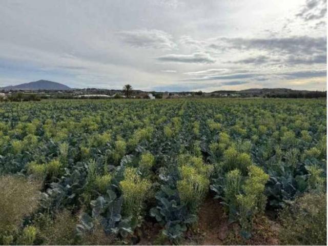Terreno en venta en Huércal-overa, Andalucía