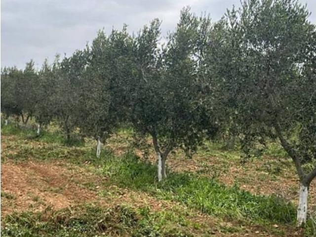 Terreno en venta en Alt Camp, Catalunya