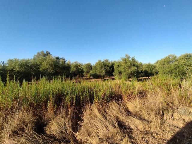 Terreno en venta en Segrià, Catalunya