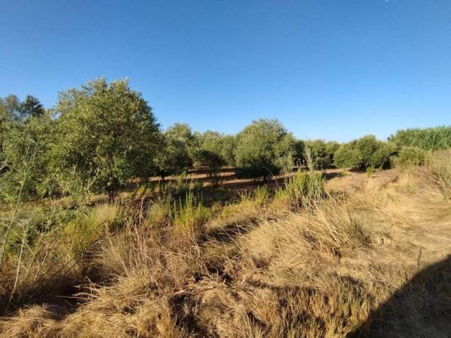 Terreno en venta en Segrià, Catalunya