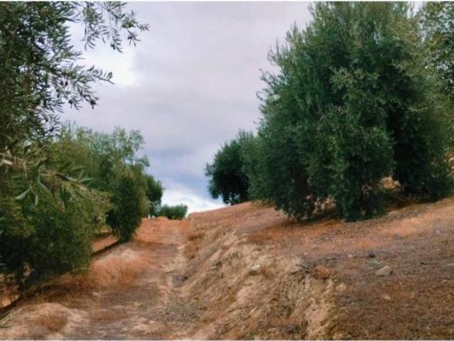 Terreno en venta en Comarca de la Vega de Granada, Andalucía