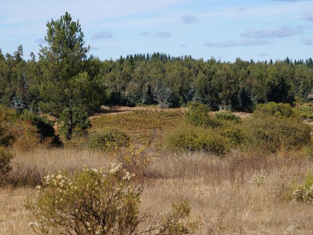Terreno en Venta en Quillón