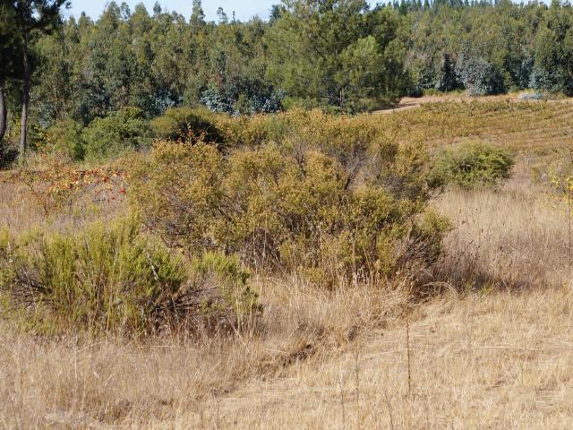 Terreno en Venta en Quillón