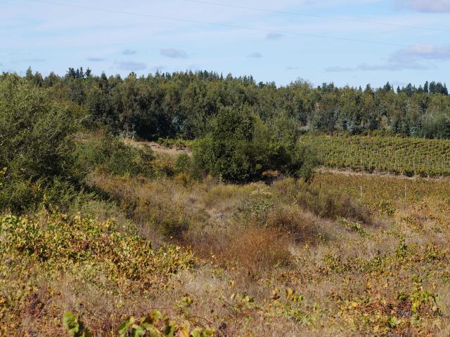 Terreno en Venta en Quillón