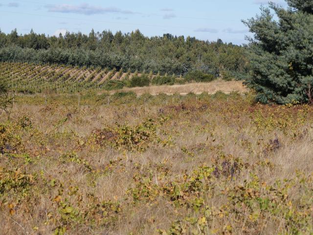 Terreno en Venta en Quillón