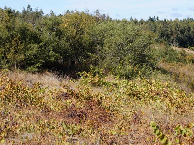 Terreno en Venta en Quillón