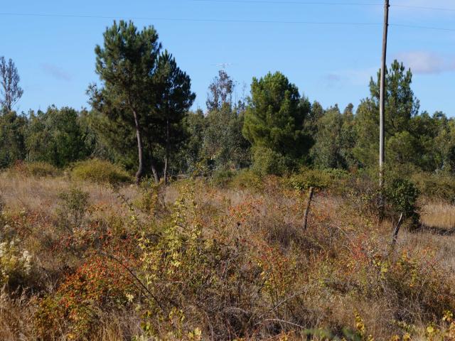 Terreno en Venta en Quillón