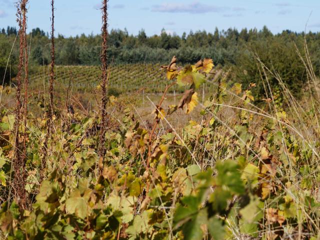 Terreno en Venta en Quillón