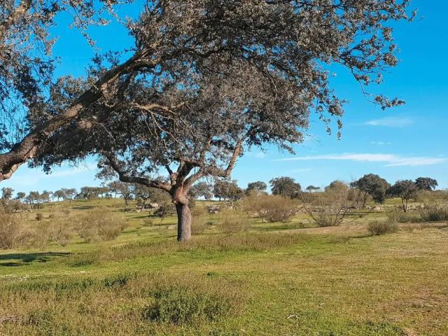 Terreno en venta en Quintana De La Serena, Extremadura