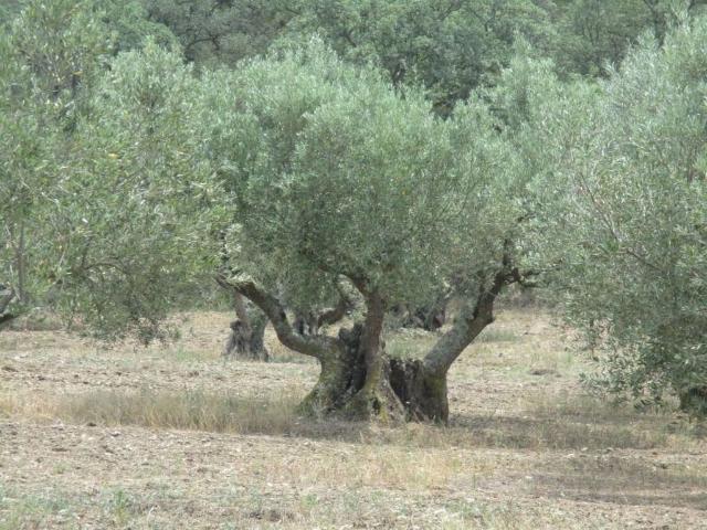Terreno en venta en Alt Empordà, Catalunya