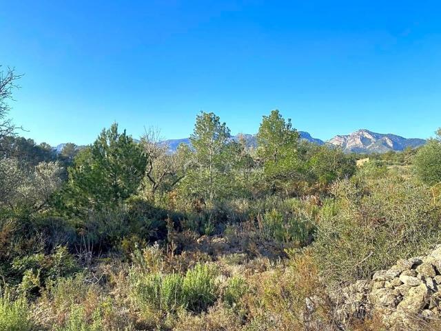 Terreno en venta en Ribera d'Ebre, Catalunya