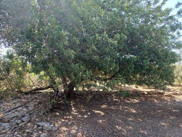 Terreno en venta en Rasquera