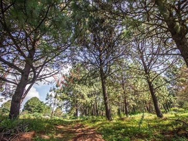 Terreno en venta en Real de Encinos, Tapalpa, Jalisco