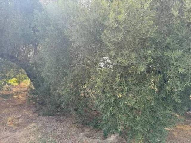 Terreno en venta en El Condado, Andalucía