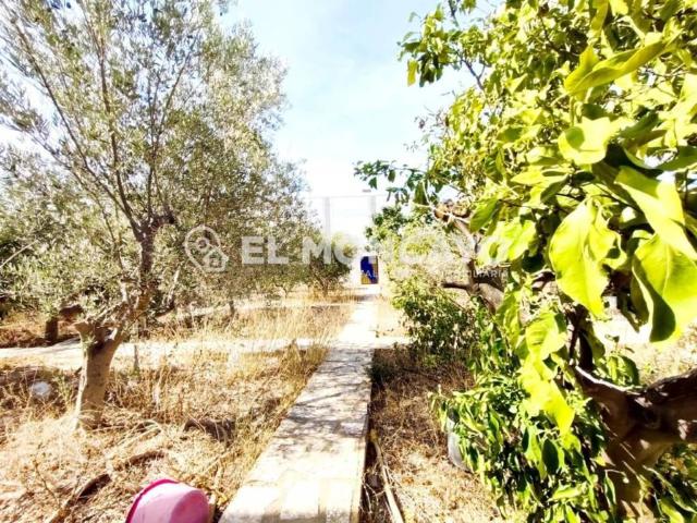 Terreno en venta en el Baix Segura / La Vega Baja, Valencia