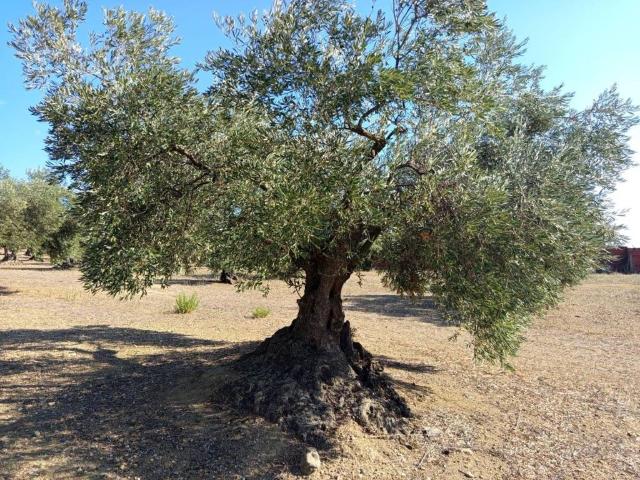 Terreno en venta en Alt Empordà, Catalunya