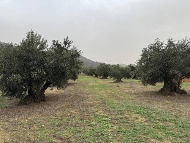 Terreno en venta en Alt Empordà, Catalunya