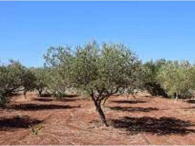 Terreno en venta en el Baix Maestrat, Valencia