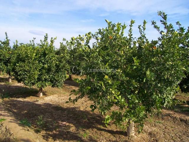 Terreno en venta en el Camp de Morvedre, Valencia
