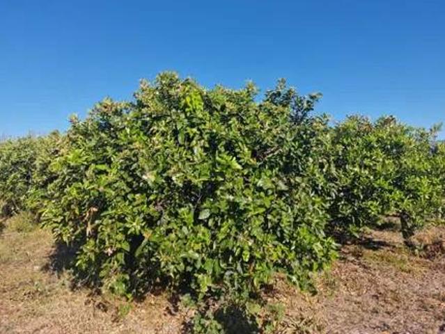 Terreno en venta en el Camp de Morvedre, Valencia