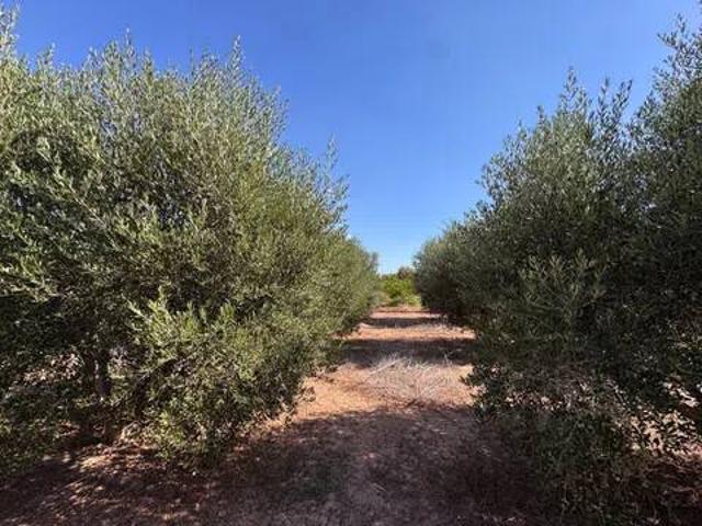 Terreno en venta en el Camp de Morvedre, Valencia