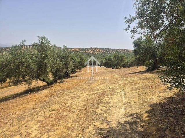 Terreno en venta en Comarca de Loja, Andalucía