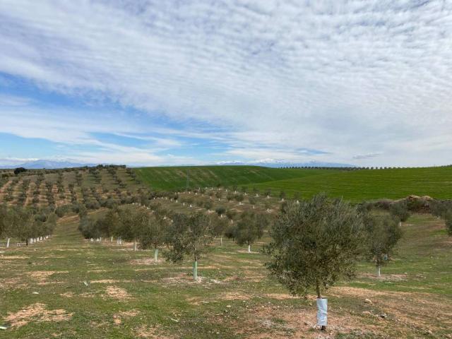 Terreno en venta en Comarca de Loja, Andalucía