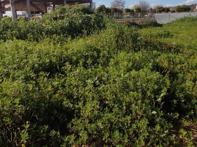Terreno en venta en El Carpio, Andalucía
