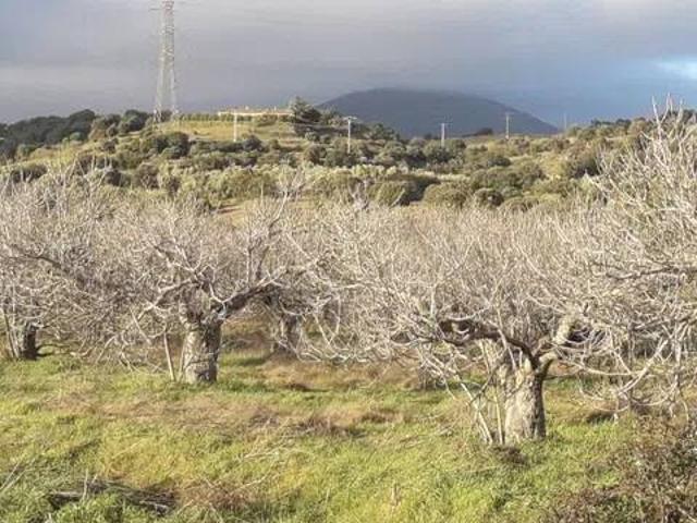 Terreno en venta en San Román De Los Montes, Castilla-La Mancha