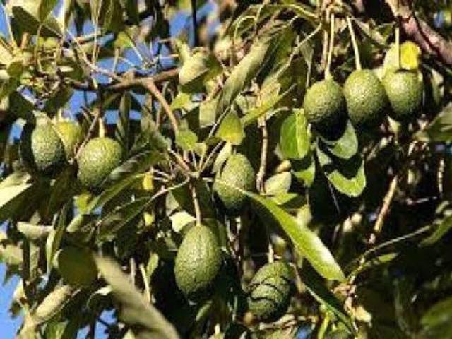 Terreno en venta en San Enrique de Guadiaro, Campo de Gibraltar