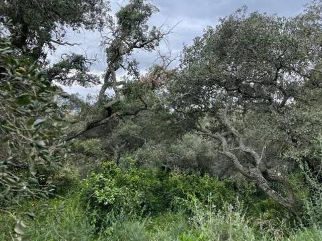 Terreno en venta en Soto Alto, Campo de Gibraltar