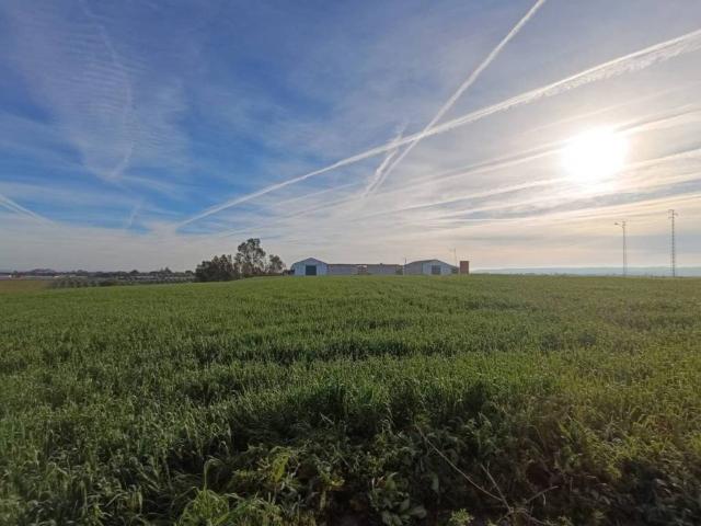 Terreno en venta en Sanlúcar La Mayor Terreno en venta en Sanlúcar La Mayor